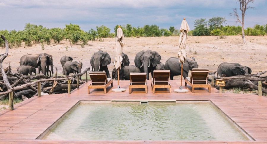 A herd of elephants drinks in front of a safari lodge in Hwange national park, Zimbabwe, from a pool originally created for guests. (Photo Credit: The Guardian)