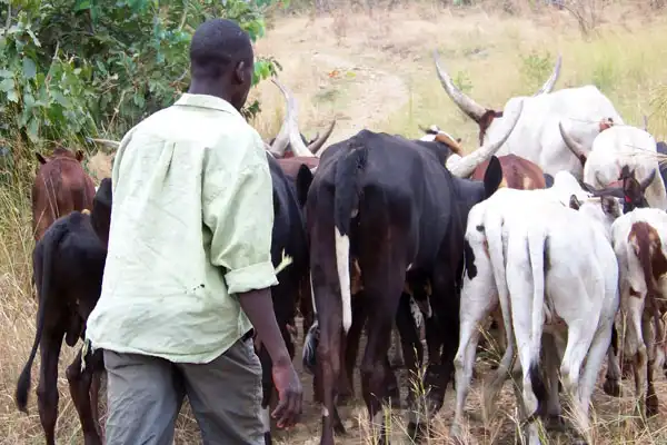 A Pastoralist grazing his cattle in Arua recently. In Yumbe, the Pastoralists have lost over 200 herds of cattle in a raid by South Sudanese (PHOTO BY FELIX WAROM OKELLO)