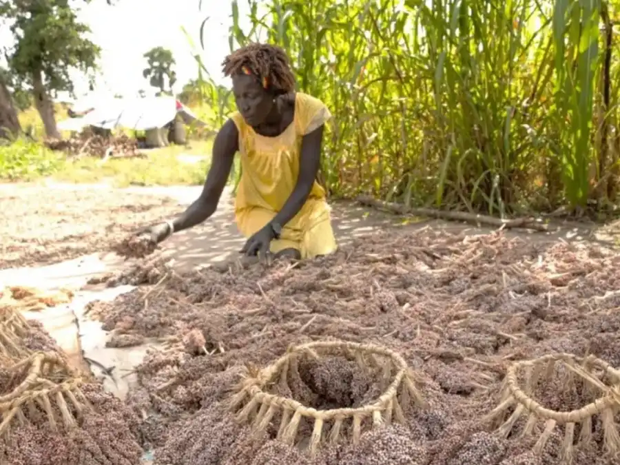 A RALP-supported seed farmer prepares her sorghum seeds, produced for storage in Bor County in Jonglei State (Photo: RALP / World Bank)
