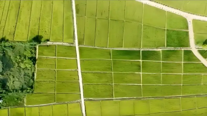 A bird’s-eye view of rice fields in Duanting Village, Shanxi Province. [Photo: CMG]