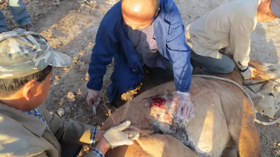 Entemahan Azhanhan (middle) gives treatment to the stallion injured during a fight with another stallion. [Photo:courtesy of Entemahan Azhanhan]