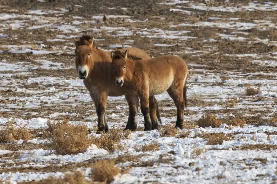 Przewalski's horses in the Kalamaili Nature Reserve in China’s Xinjiang Uygur Autonomous Region [Photo: courtesy of the Xinjiang Wild Horse Breeding and Researching Center]