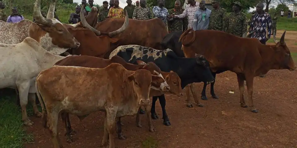 Uganda–South Sudan Security Cooperation Recovers 24 Stolen Cattle (Photo Credit: Nile Post)