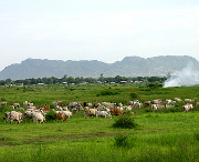 cattle camp