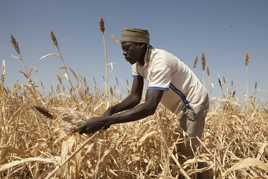الصندوق الدولي للتنمية الزراعية وجنوب السودان يطلقان مشروعاً